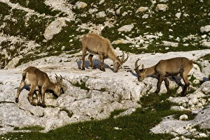 Images Dated 16th July 2009: Three Ibex (Capra ibex) grazing on plants on rocks, Triglav National Park, Julian Alps