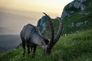 Bovidae Prints: Ibex (Capra ibex) male grazing on grass on mountainside at sunrise