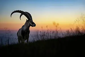 Bovidae Prints: Ibex (Capra ibex) male silhouetted at sunset, Lucerne, Switzerland.
August