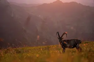 Meadow Prints: Ibex (Capra ibex) male standing in meadow, backlit at sunset, Lucerne, Switzerland. August