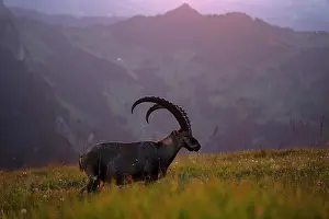 Meadow Prints: Ibex (Capra ibex) male standing in meadow, backlit at sunset, Lucerne, Switzerland. August