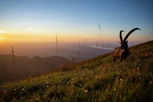 Goat Prints: Ibex (Capra ibex) male standing on mountainside at sunset, Lucerne, Switzerland. August