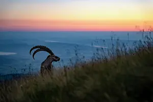 Goat Prints: Ibex (Capra ibex) male standing on mountainside at sunset
Lucerne, Switzerland. August