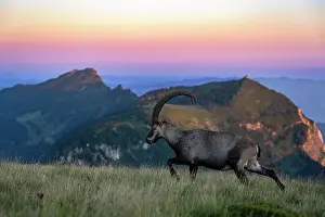 Bovidae Prints: Ibex (Capra ibex) male, walking across grassland in the mountains at dawn