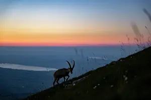Silhouetted Prints: Ibex (Capra ibex) male walking up mountainside
