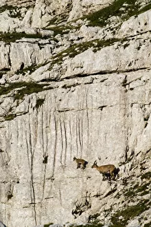 Images Dated 16th July 2009: Ibex (Capra ibex) mother ad kid climbing on rock face, Triglav National Park, Julian Alps