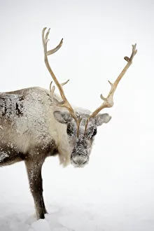 Images Dated 18th April 2016: Ice covered Reindeer (Rangifer tarandus) during storm. Yar-Sale district, Yamal, Northwest Siberia