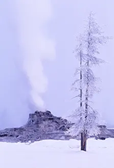 Geyser Prints: Ice covered tree growing beside Castle Geyser, Yellowstone National Park, Wyoming, USA