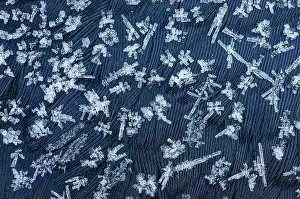 Cold Prints: Ice crystals forming on the body of a dead Carrion crow (Corvus corone)