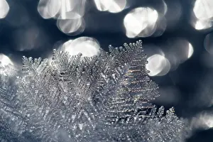 Cold Prints: Ice crystals on frozen lake, Upper Bavaria, Germany. January