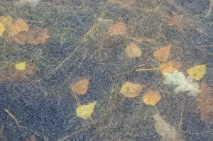 Ice patterns, with leaves frozen beneath the surface, the Netherlands