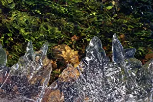 Hampshire Prints: Ice patterns on partially frozen stream across heathland