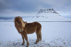 Images Dated 24th February 2016: Iceland horses grazing in the snow in front of Kirkjufell, Snaefellsness Peninsula, Iceland
