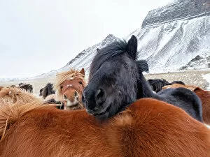Images Dated 18th November 2021: Iceland horses in winter, western Iceland. March