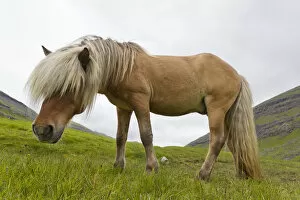 Images Dated 21st July 2011: Iceland Pony (Equus caballus) low angle profile portrait. Faroe Islands, July