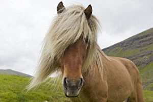 Images Dated 21st July 2011: Iceland Pony (Equus caballus) portrait. Faroe Islands, July
