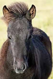 Foals Prints: Icelandic horse (Equus caballus) foal, head portrait, Iceland. September