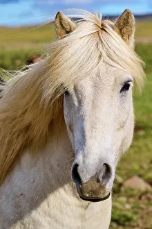 Mane Prints: Icelandic horse (Equus caballus) head portrait, Iceland. September