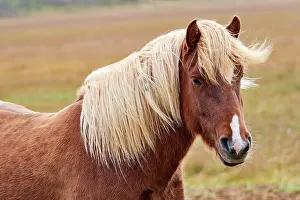Mane Prints: Icelandic horse (Equus caballus) head portrait, Iceland. September