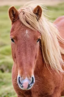 Mane Prints: Icelandic horse (Equus caballus) head portrait, Iceland. September
