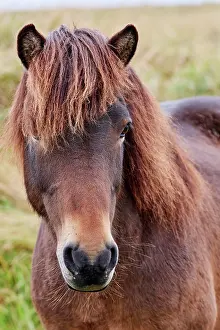 Mane Prints: Icelandic horse (Equus caballus) head portrait, Iceland. September