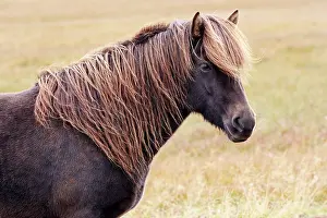 Mane Prints: Icelandic horse (Equus caballus) head portrait, Iceland. September