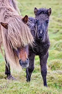 Foals Prints: Icelandic horse (Equus caballus) mare and foal, portrait, Iceland. September