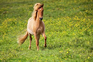 April 2023 Highlights Collection: Icelandic horse in flowering buttercup (Ranunculus sp.) meadow, southwest Iceland. June