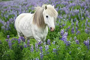 April 2023 Highlights Collection: Icelandic horse amongst flowering lupins (Lupinus sp.), southwest Iceland. June