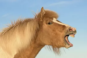 Horses & Ponies Gallery: Icelandic horse with mouth open, Iceland