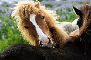 April 2023 Highlights Collection: Icelandic horse nibbling on the back of another horse, southwest Iceland. June