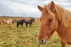 Domestic Horse Prints: Icelandic horses (Equus caballus) herd standing on grassland, Iceland. September