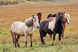 Horse Prints: Icelandic horses (Equus caballus) herd standing on grassland, Iceland. September