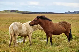 Two Icelandic horses (Equus caballus) standing on wet grassland, Iceland. September