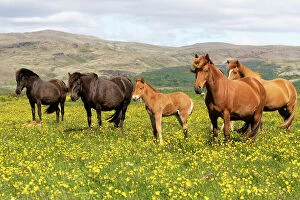 April 2023 Highlights Collection: Icelandic horses in meadow of flowering buttercups (Ranunculus sp) southwest Iceland. June