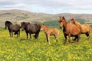 Ranunculaceae Prints: Icelandic horses in meadow of flowering buttercups (Ranunculus sp) southwest Iceland. June