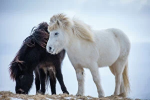 Horses & Ponies Collection: Icelandic horses near Helgafell, Snaefellsness Peninsula, Iceland, March 2015