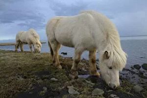 Horses & Ponies Collection: Icelandic horses, southern Iceland, February 2015
