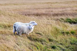 Livestock Prints: Icelandic sheep (Ovis aries) ewe with lamb standing in grassland, Iceland. September