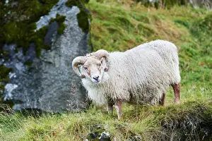 Livestock Prints: Icelandic sheep (Ovis aries) ram standing on hillside, portrait, Iceland. September