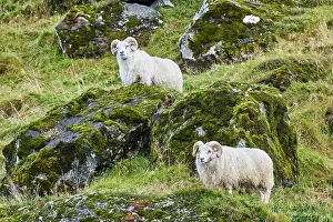Livestock Prints: Two Icelandic sheep (Ovis aries) rams standing on hillside, portrait, Iceland. September