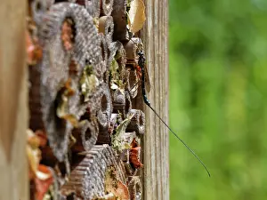 Wasp Prints: Ichneumon wasp (Ephialtes manifestator)