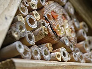 Wasp Prints: Ichneumon wasp (Ephialtes manifestator)