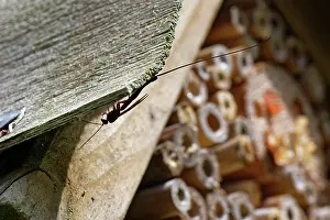 Wasp Prints: Ichneumon wasp (Ephialtes manifestator) female