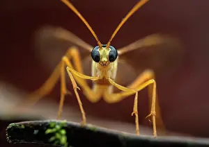 Ichneumonidae Prints: Ichneumonidae wasp (Enicospilus sp.) portrait, Tinamaste, Costa Rica. Focus stacked image