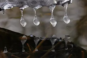 Maryland Prints: Icicles close up, Maryland, USA. January