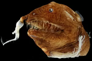 Weird and Ugly Creatures Gallery: Illuminated netdevil (Linophryne arborifera), female specimen, from deepsea Atlantic