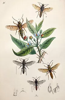 Illustration of Hornets and Wasps, from Arcana entomologica, or, Illustrations of new