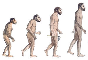 Standing Gallery: Illustration of human evolution from left to right Australopithecus afarensis, Australopithecus