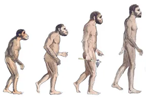 Watercolour Prints: Illustration of human evolution from left to right Australopithecus afarensis
